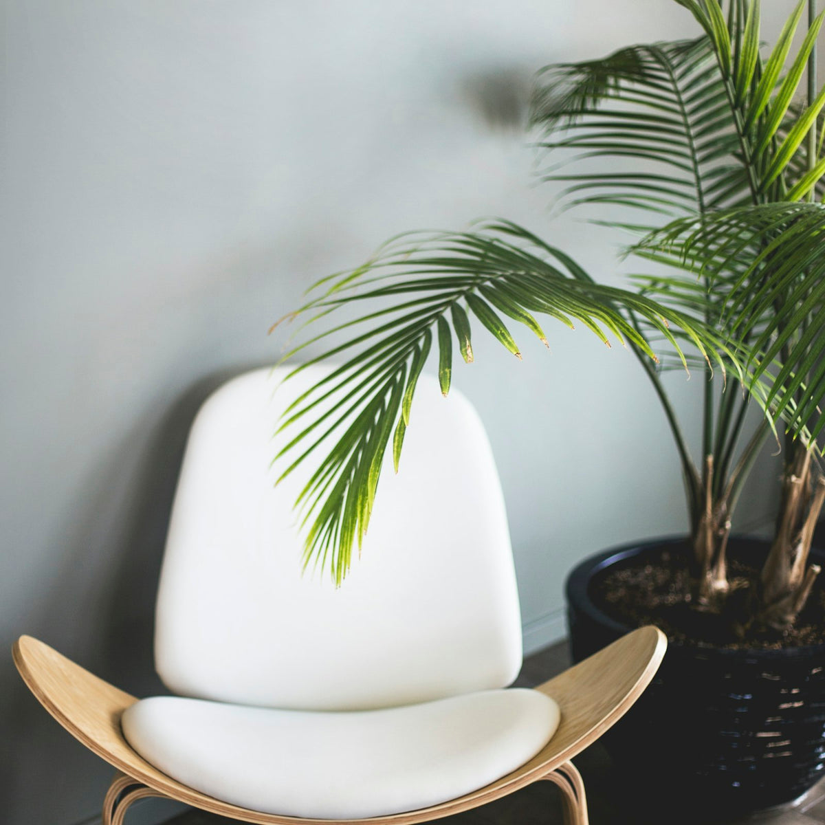 White upholstered shell lounge chair with a curved wooden frame